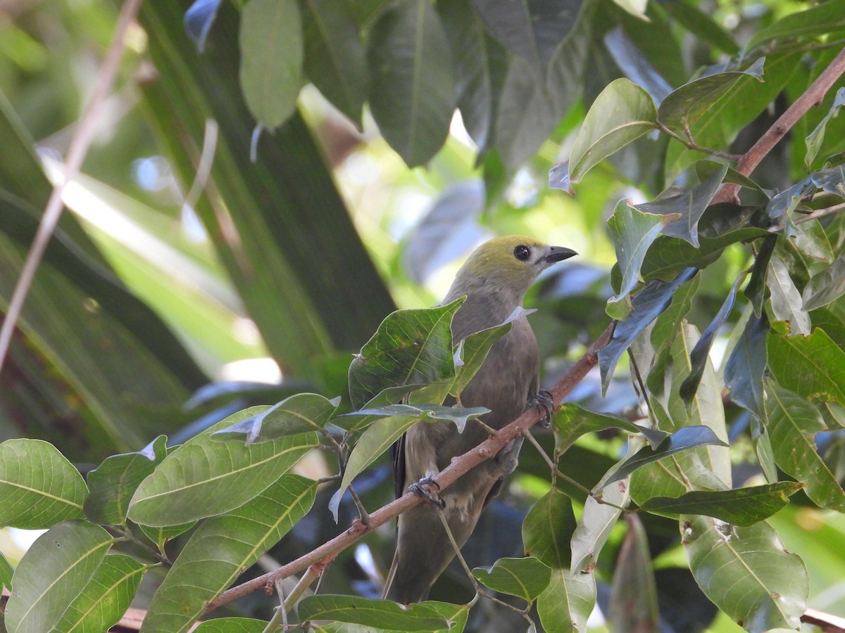 Palm Tanager - ML635558590