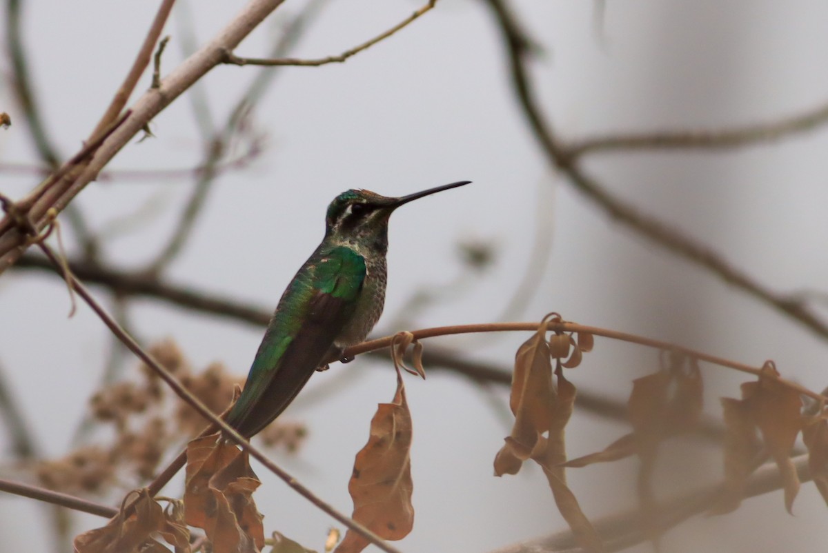 Rivoli's Hummingbird - ML635558612