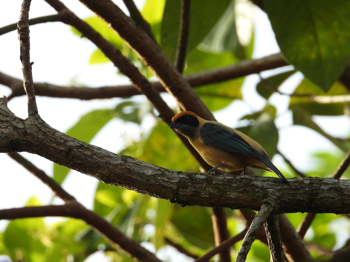 Burnished-buff Tanager - ML635558617
