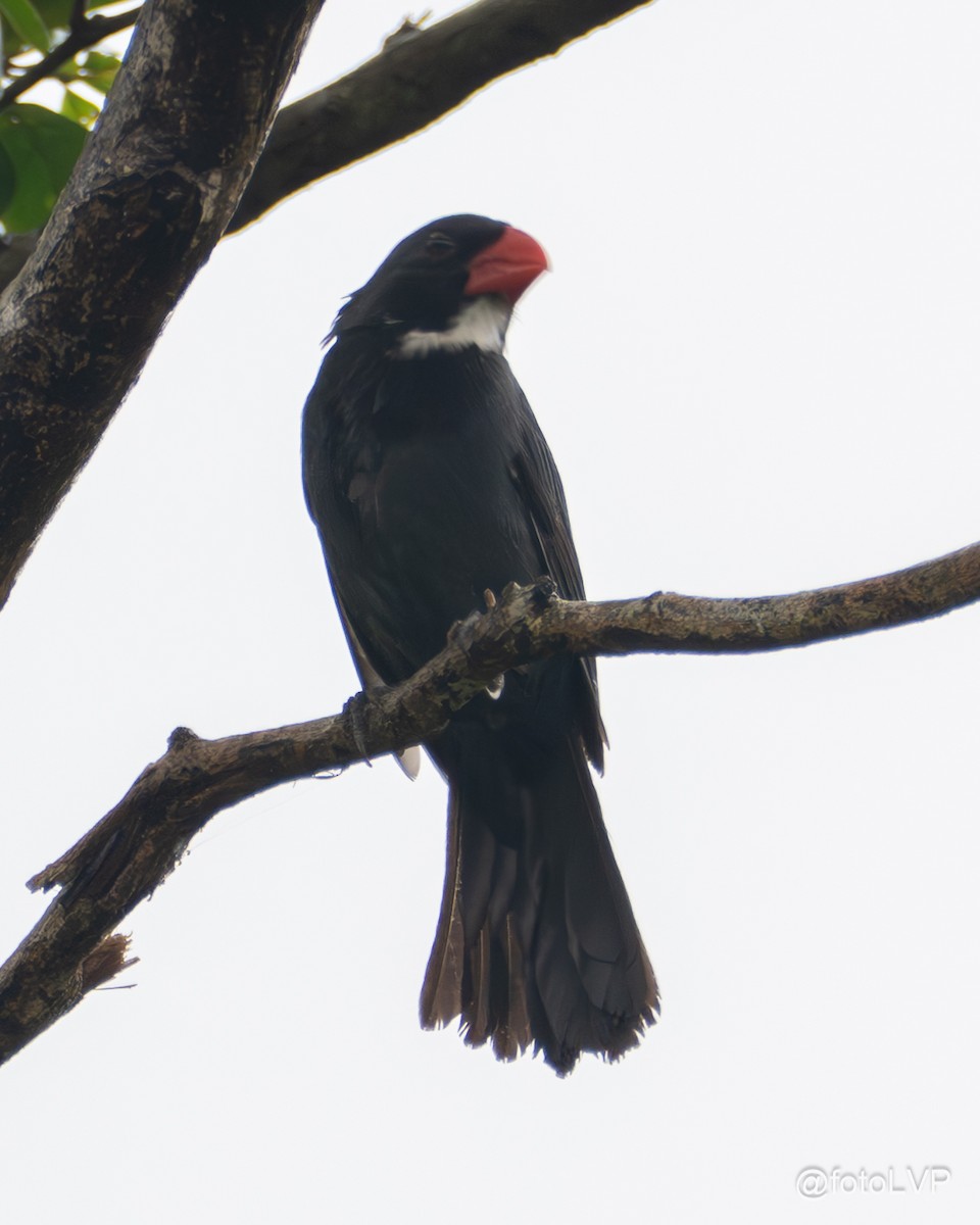 Slate-colored Grosbeak - ML635558624