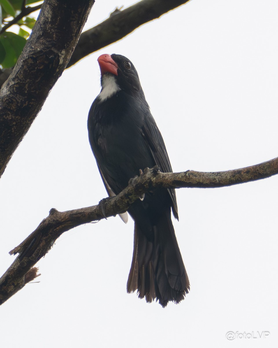 Slate-colored Grosbeak - ML635558625