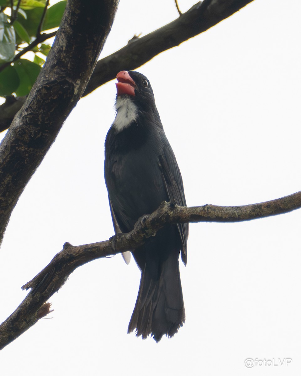 Slate-colored Grosbeak - ML635558626