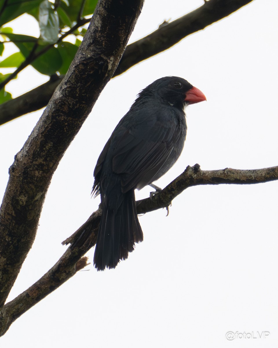 Slate-colored Grosbeak - ML635558628