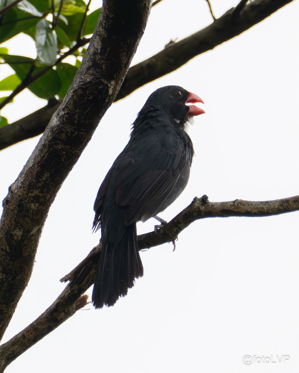 Slate-colored Grosbeak - ML635558629