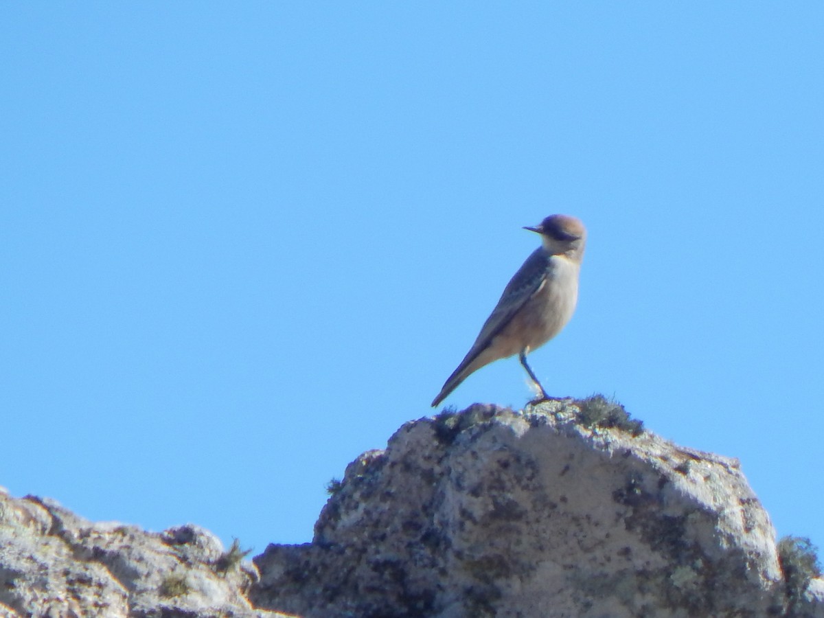 Cinnamon-bellied Ground-Tyrant - ML635558804