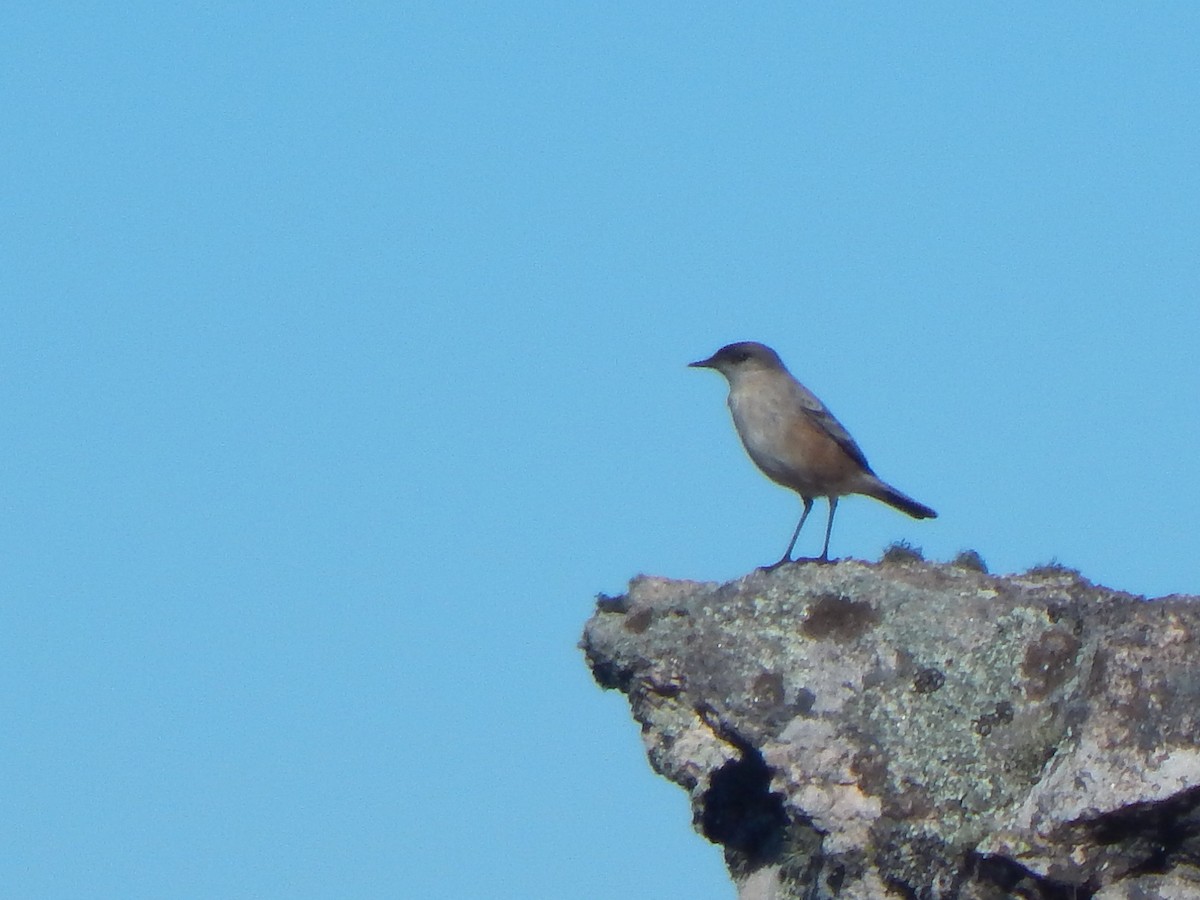 Cinnamon-bellied Ground-Tyrant - ML635558807