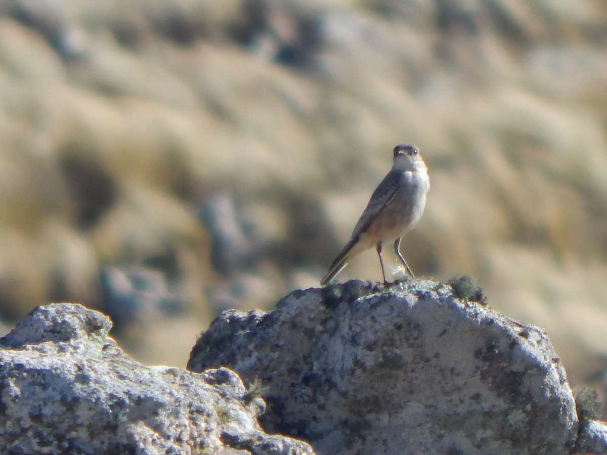 Cinnamon-bellied Ground-Tyrant - ML635558808