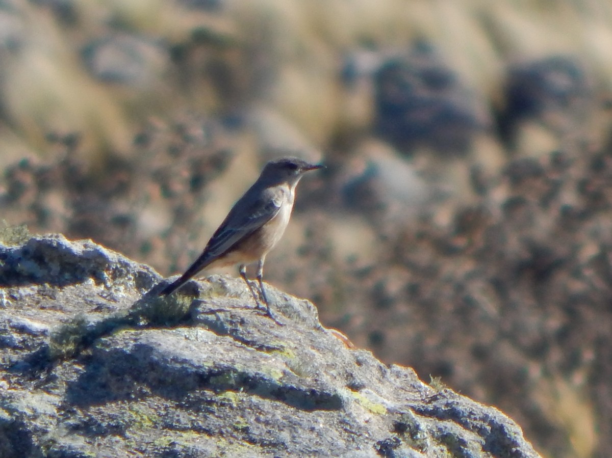 Cinnamon-bellied Ground-Tyrant - ML635558809