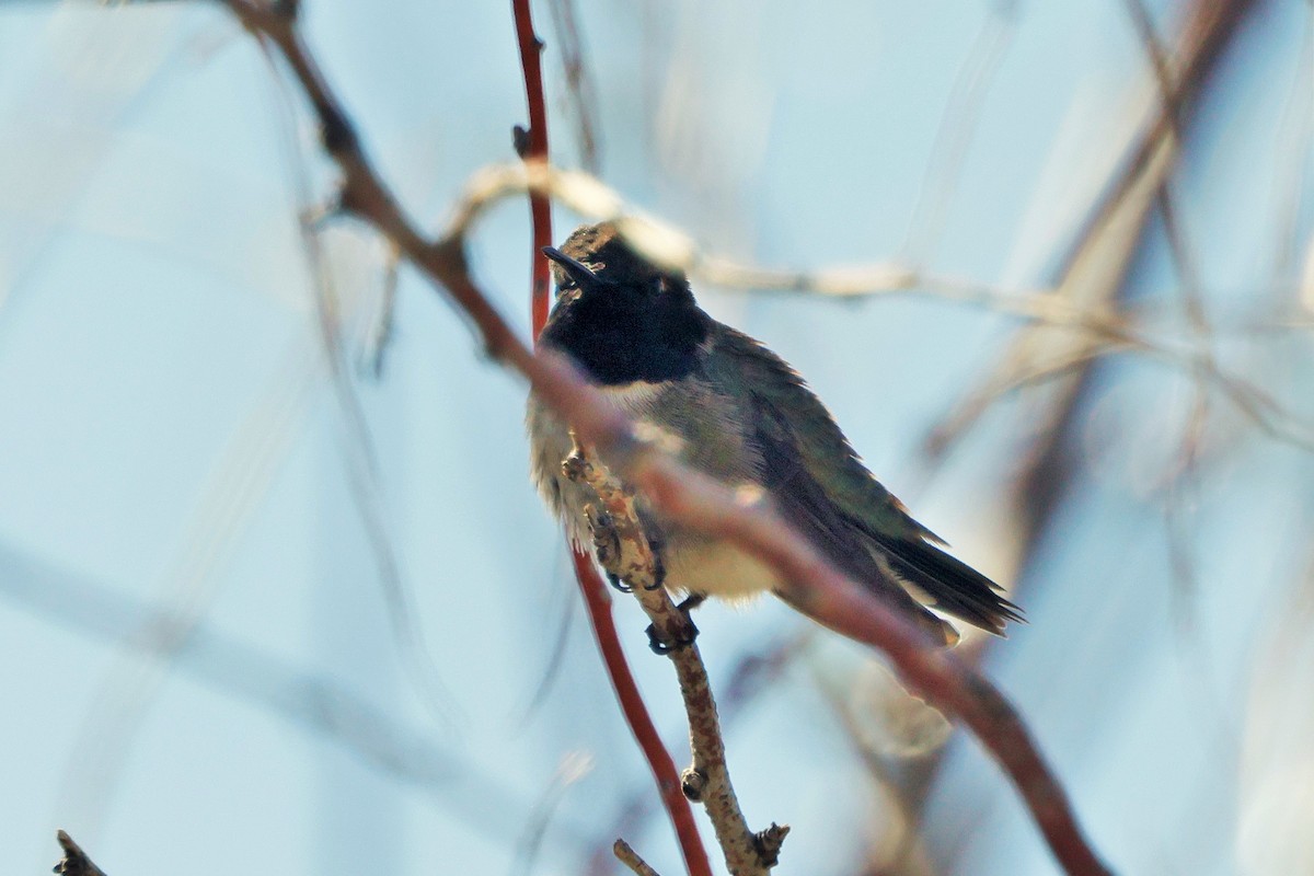 Black-chinned Hummingbird - ML635558846