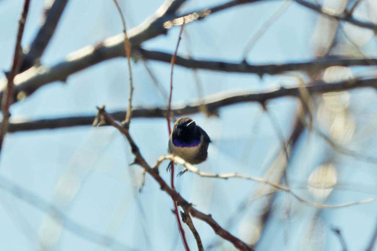 Black-chinned Hummingbird - ML635558847