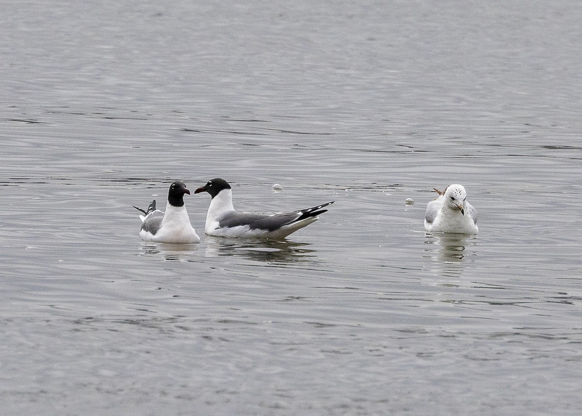 Ring-billed Gull - ML635558894
