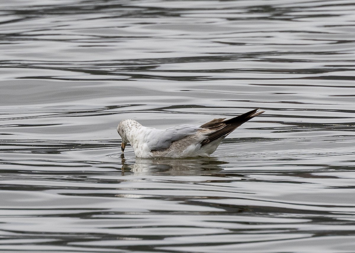Ring-billed Gull - ML635558900