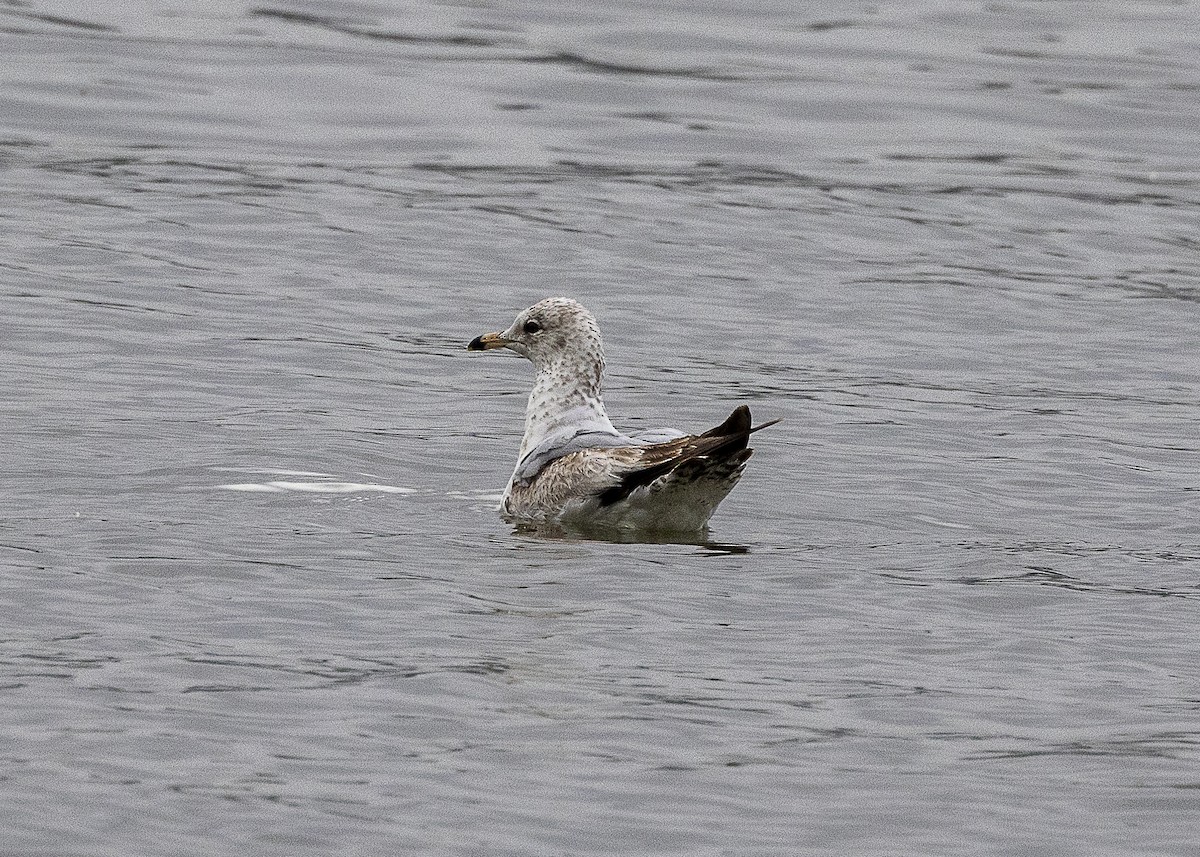 Ring-billed Gull - ML635558901
