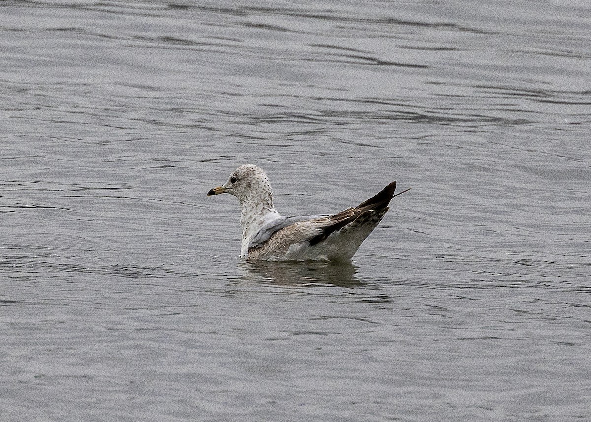 Ring-billed Gull - ML635558902