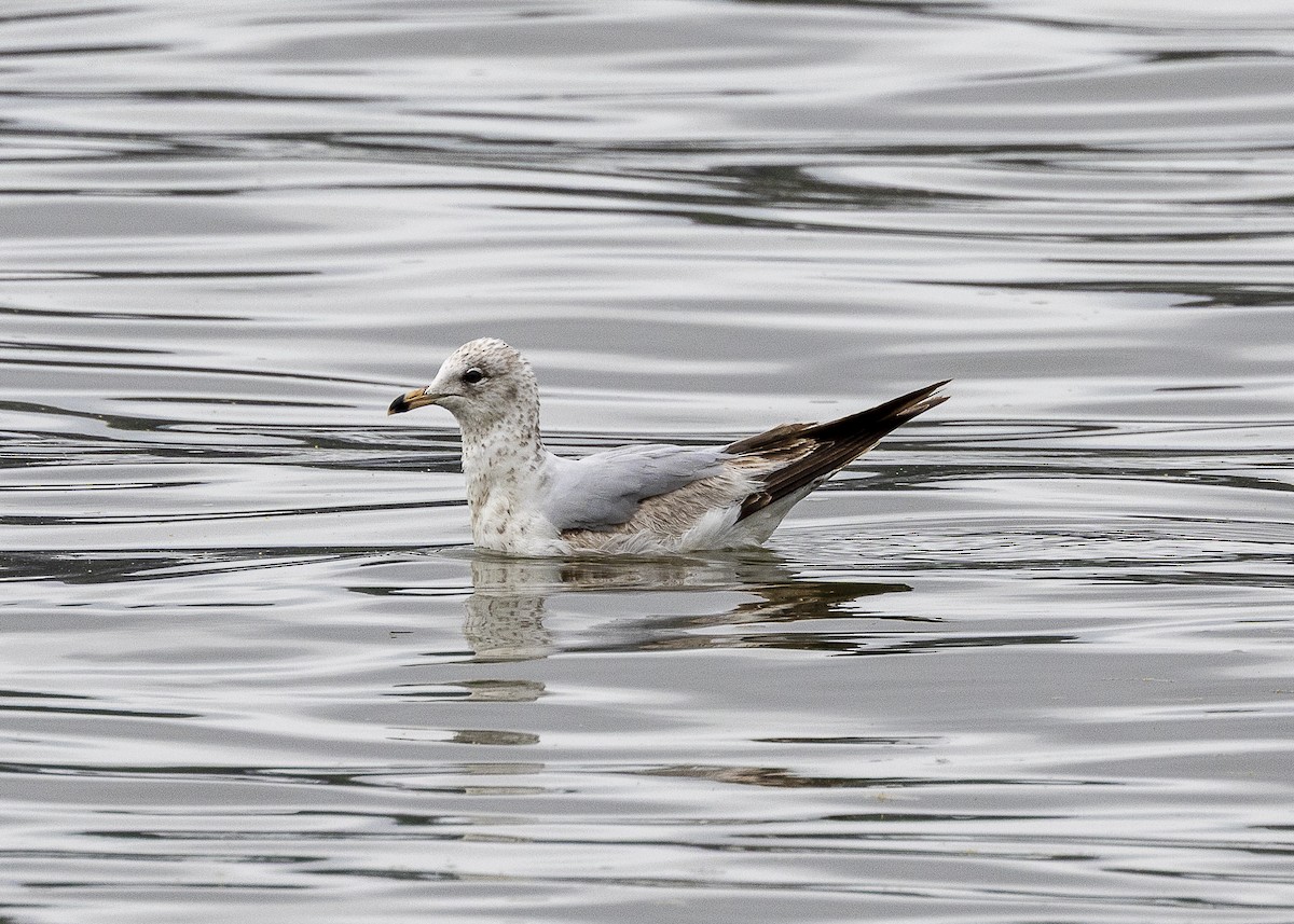 Ring-billed Gull - ML635558909