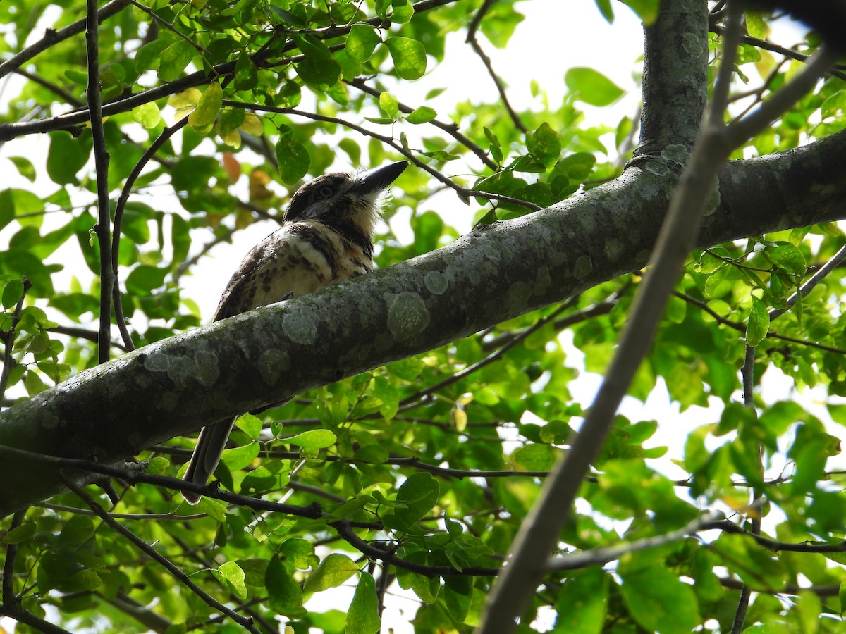 Two-banded Puffbird - ML635559019