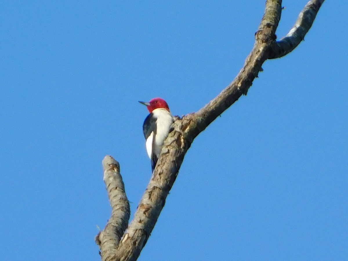 Red-headed Woodpecker - ML635559051