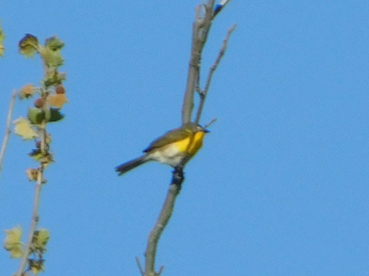 Yellow-breasted Chat - ML635559070