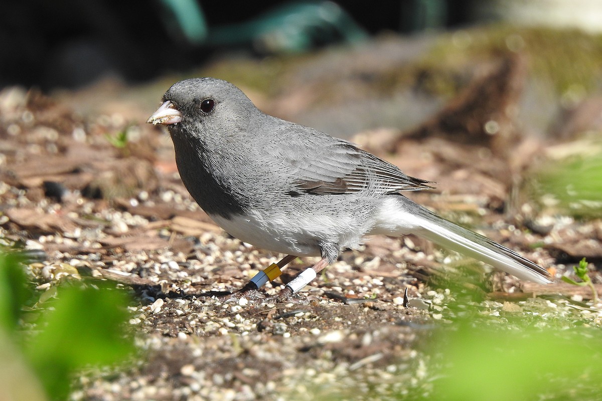 Dark-eyed Junco - David  Clark