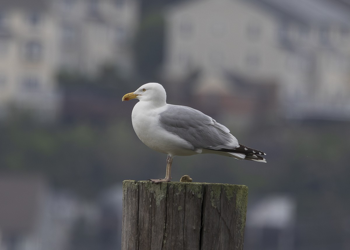 American Herring Gull - ML635559092