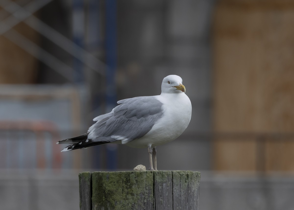 American Herring Gull - ML635559093