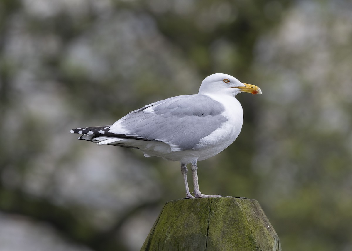 American Herring Gull - ML635559094