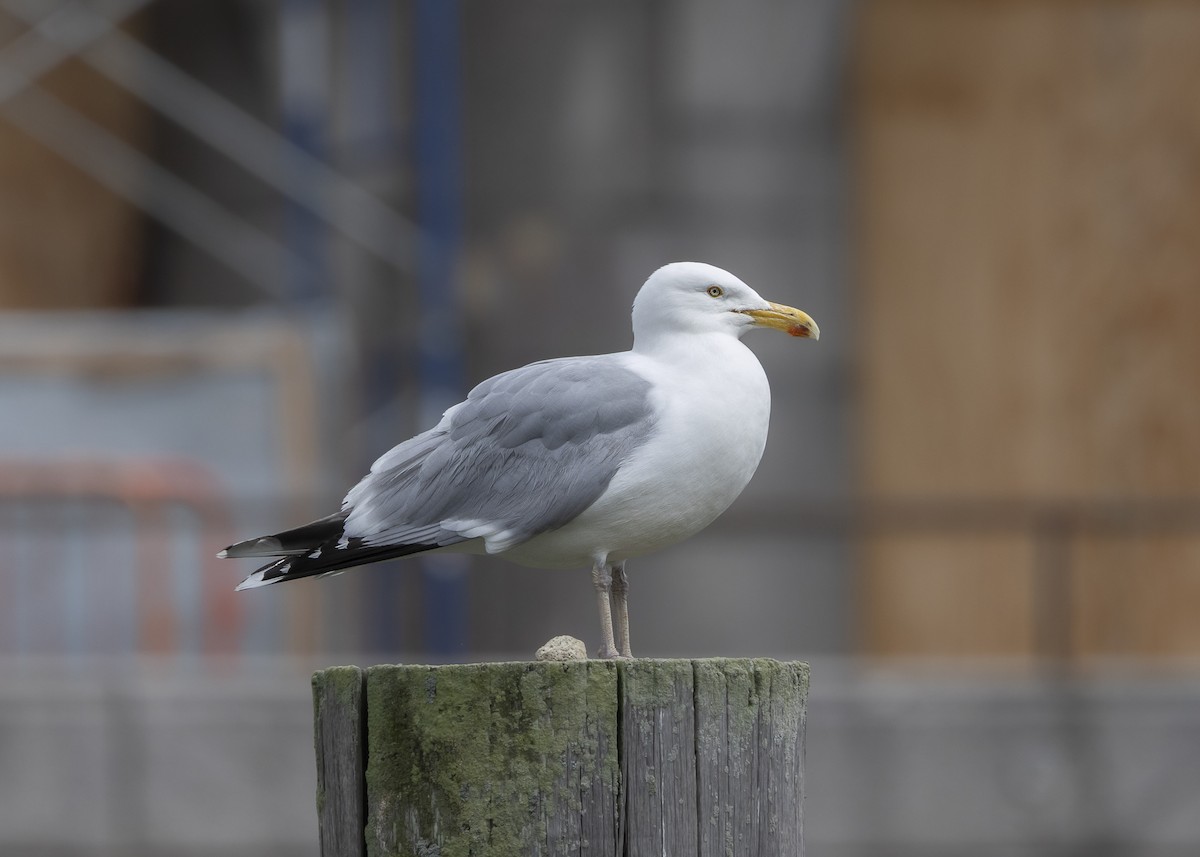 American Herring Gull - ML635559095