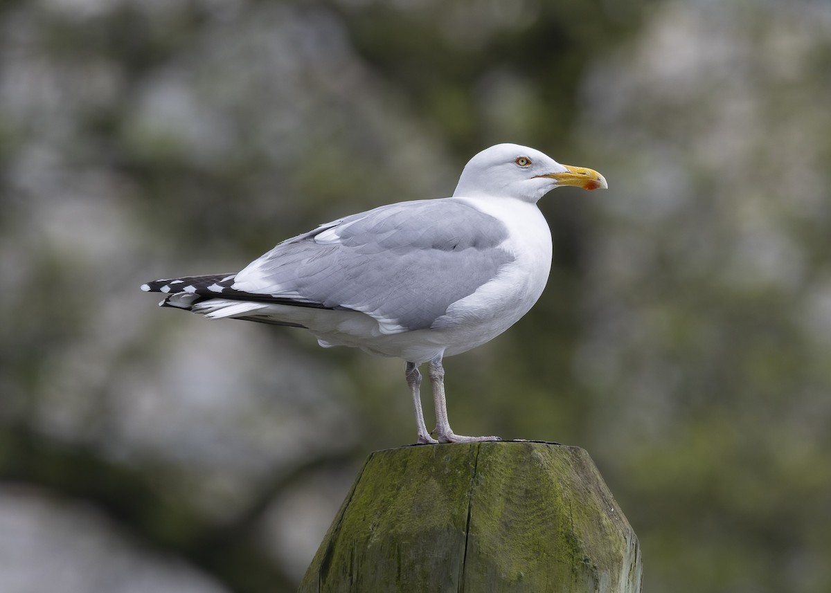 American Herring Gull - ML635559096