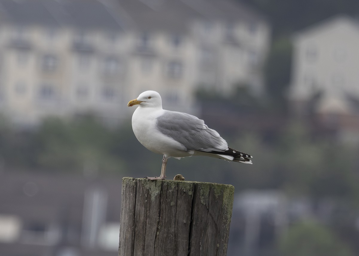 American Herring Gull - ML635559097