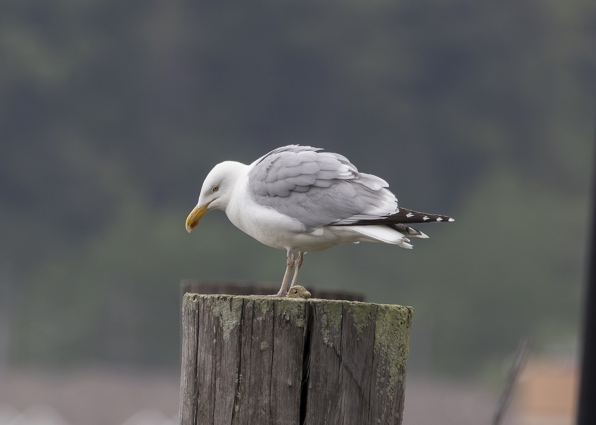 American Herring Gull - ML635559098