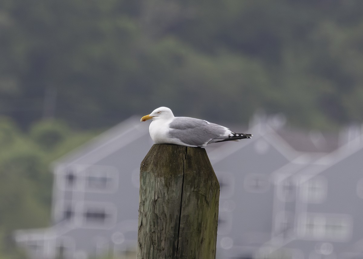 American Herring Gull - ML635559099