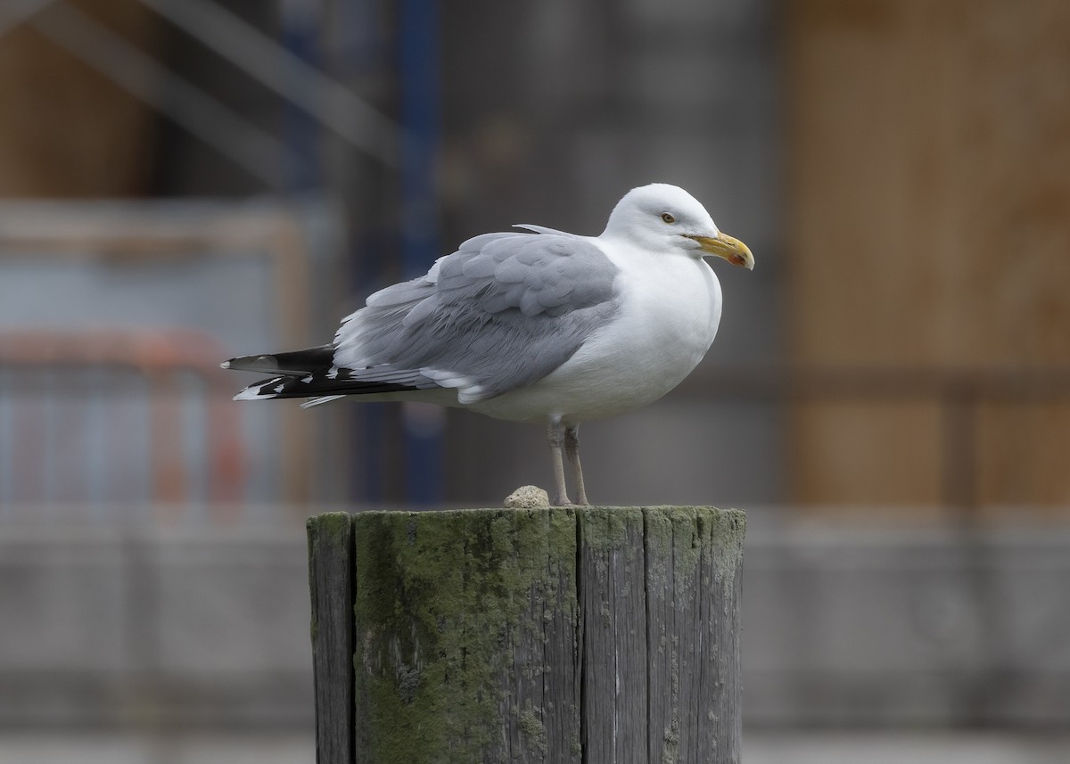 American Herring Gull - ML635559100