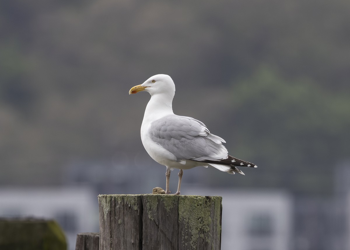 American Herring Gull - ML635559101