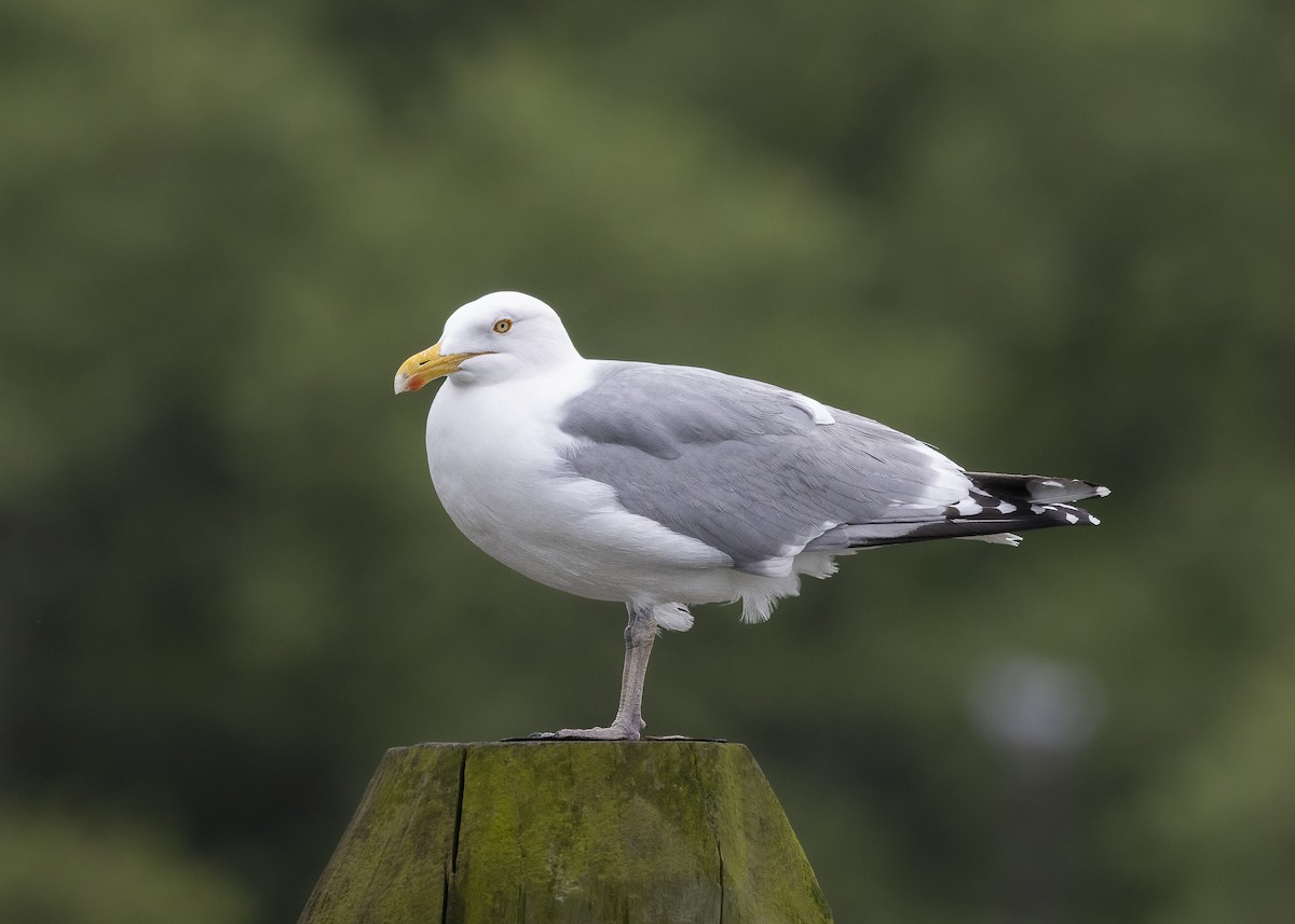 American Herring Gull - ML635559102