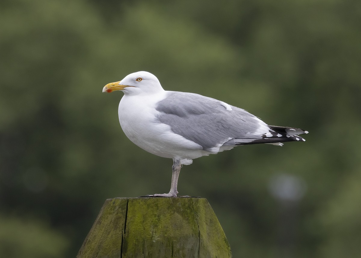 American Herring Gull - ML635559103