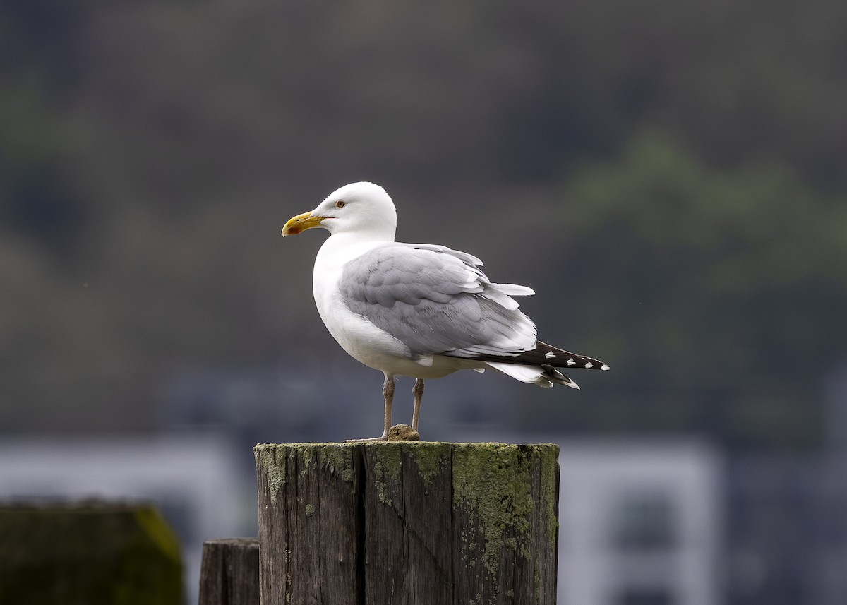 American Herring Gull - ML635559104