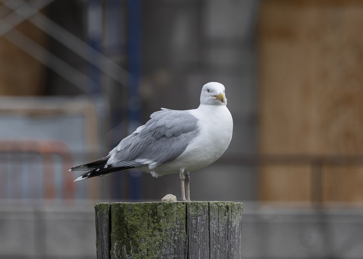 American Herring Gull - ML635559105