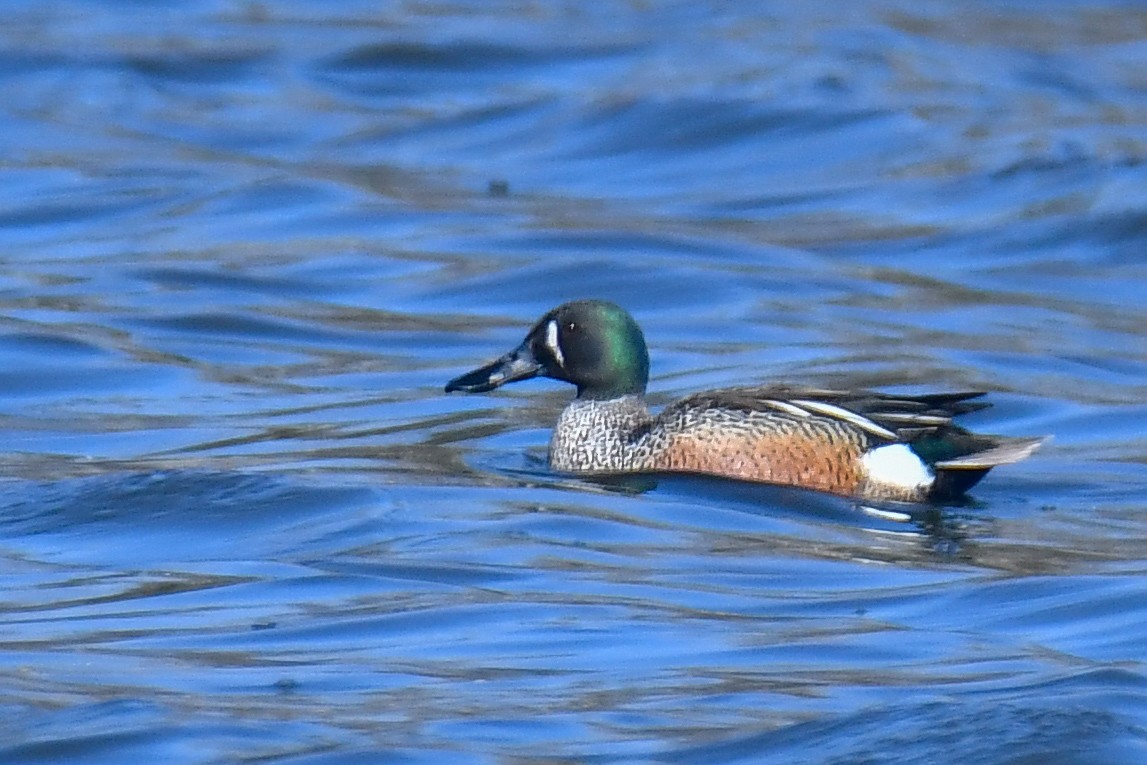 Blue-winged Teal x Northern Shoveler (hybrid) - ML635559164