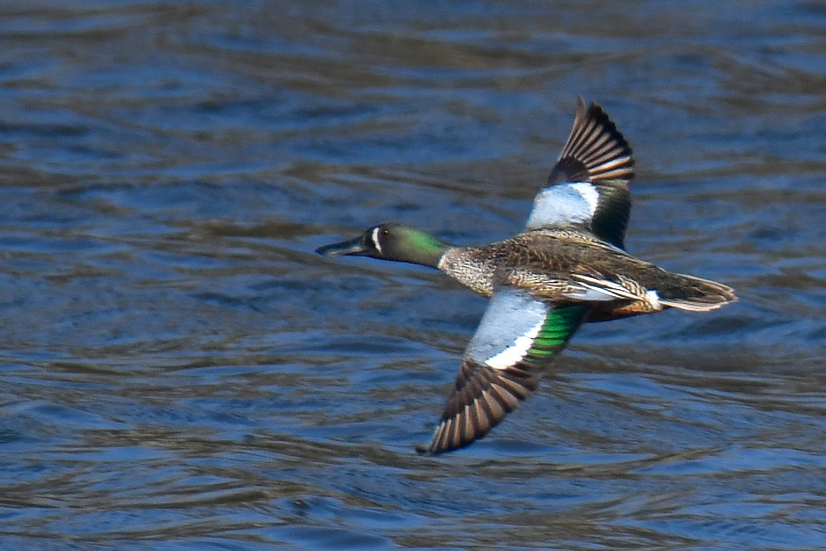 Blue-winged Teal x Northern Shoveler (hybrid) - ML635559165