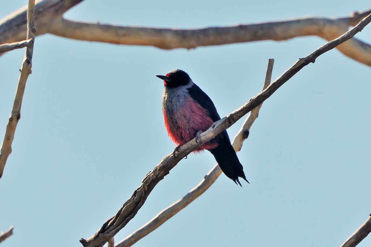 Lewis's Woodpecker - ML635559167