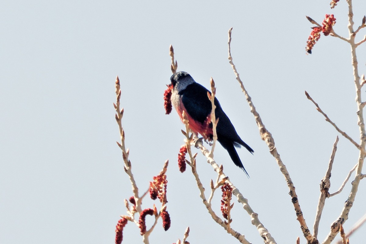 Lewis's Woodpecker - ML635559169