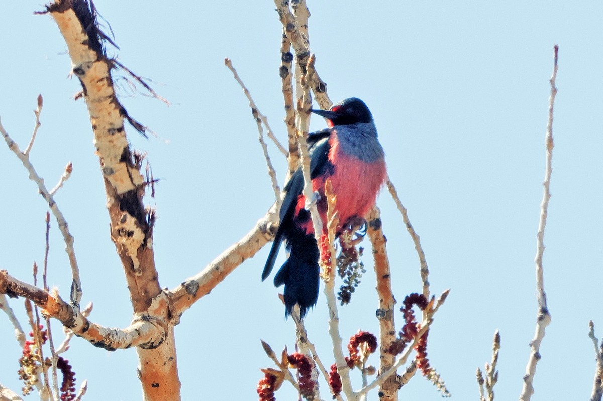 Lewis's Woodpecker - ML635559170