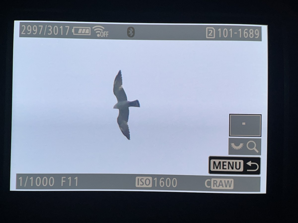 Mississippi Kite - ML635559183