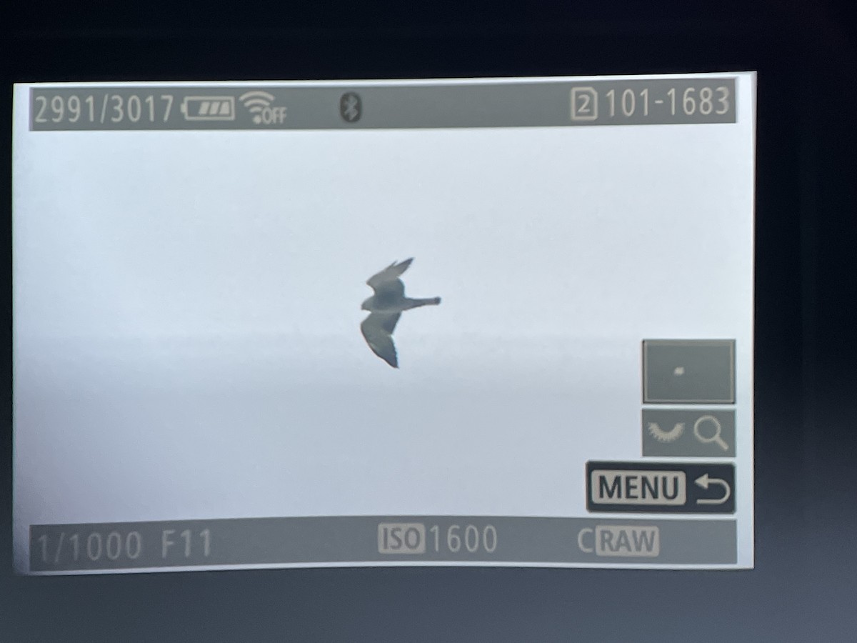 Mississippi Kite - ML635559184