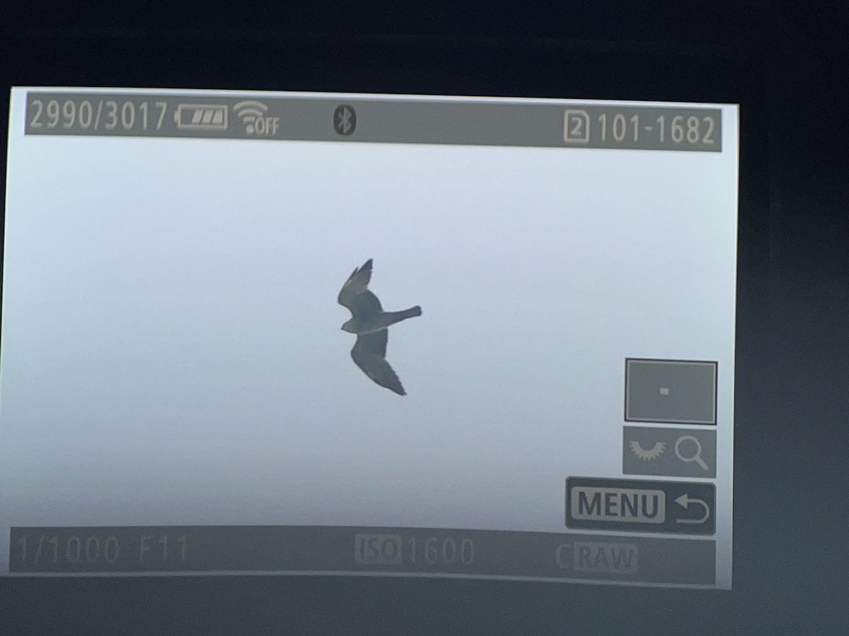 Mississippi Kite - ML635559185