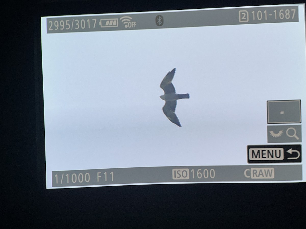 Mississippi Kite - ML635559186