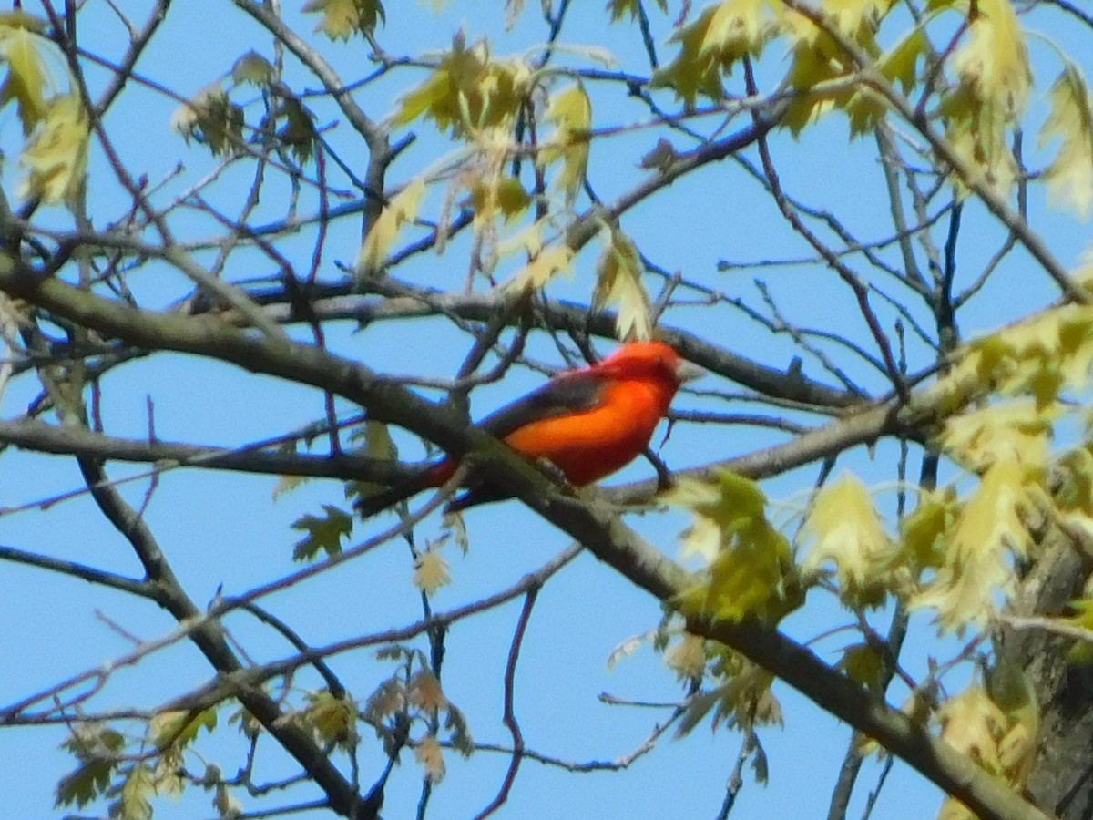 Scarlet Tanager - ML635559267