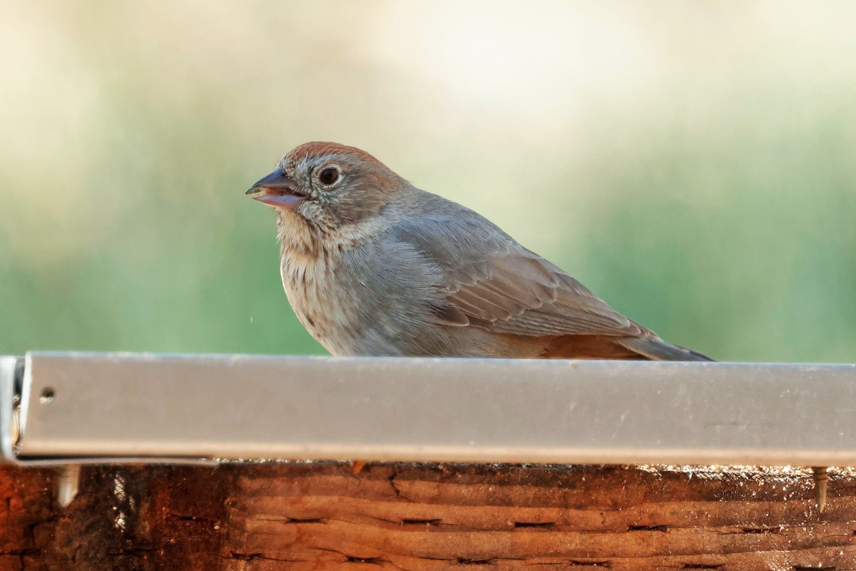 Canyon Towhee - ML635559272