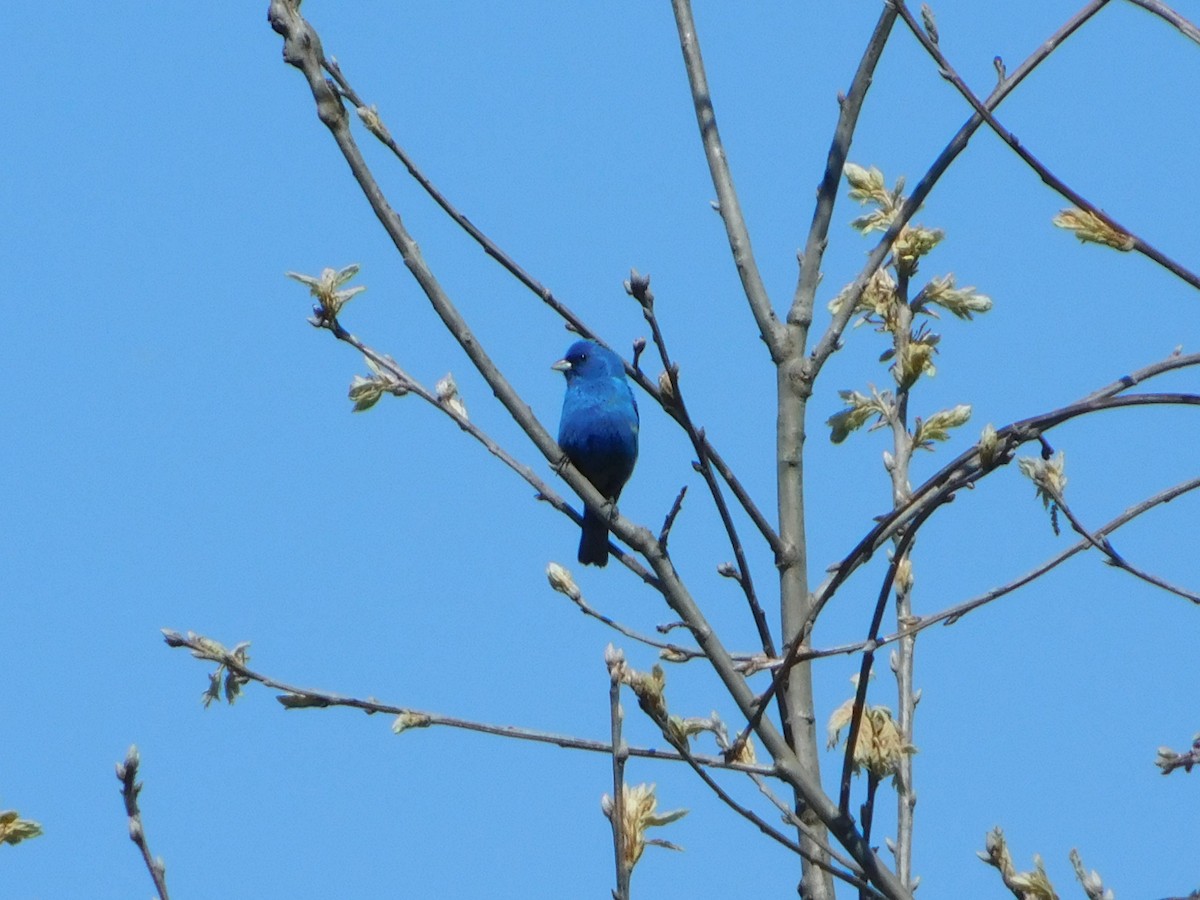 Indigo Bunting - ML635559281