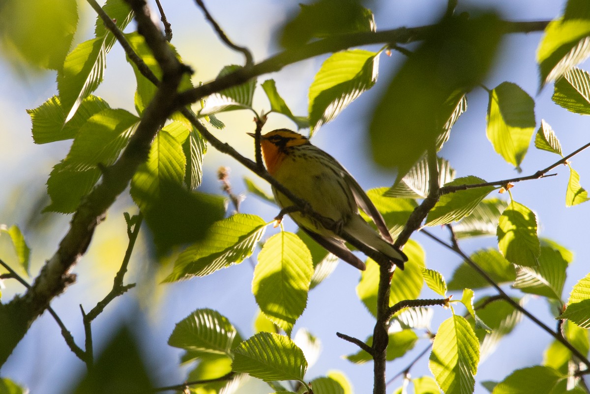 Blackburnian Warbler - ML635559284
